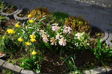 Sarı 'Hollanda Ustası' nergisleri, pembe ve beyaz sümbüller Mart 'ta açarlar. Narcissus (nergis: 