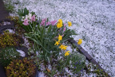 Sarı 'Hollanda Ustası' nergisleri, mavi Muscari Ermeniacum, pembe ve beyaz sümbüller Mart 'ta yağan dolu arkaplanına karşı çiçek açarlar. Narcissus (ayrıca nergis ya da jonquil olarak da bilinir), çiçekli uzun ömürlü bir bitki cinsidir. Berlin.