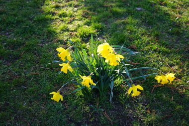 Mart ayında Wuhlebecken Gölü kıyısında Narcissus sahte çiçekleri açar. Narcissus pseudonarcissus (yabani nergis), uzun ömürlü bir çiçek bitkisidir. Berlin, Almanya.