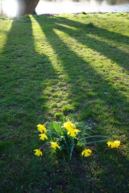 Mart ayında Wuhlebecken Gölü kıyısında Narcissus sahte çiçekleri açar. Narcissus pseudonarcissus (yabani nergis), uzun ömürlü bir çiçek bitkisidir. Berlin, Almanya.
