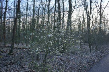 Prunus cerasifera ağacı Mart ayında çiçek açar. Prunus cerasifera, kiraz eriği ve mirobalan eriği olarak bilinen bir erik türüdür. Berlin, Almanya, Avrupa.