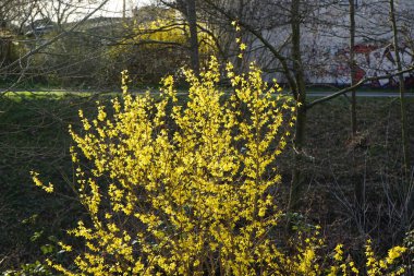 Mart ayında Wuhle nehrinin kıyısındaki sarı çiçeklerle çalı çiçekleri açar. Forsythia, Oleaceae familyasından bir bitki cinsidir. Berlin, Almanya, Avrupa.