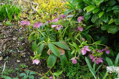 Helleborus x hybridus 'Rubra' martta bahçede çiçek açar. Helleborus, Ranunculaceae familyasından Helleborus familyasından bir bitki türü. Berlin, Almanya.