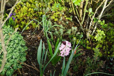 Pembe ve mavi-mor sümbüller, Hyacinthus orientalis, Mart 'ta çiçek açar. Hyacinthus orientalis, kuşkonmazgiller (Cervidae) familyasından bir sümbül türü. Berlin, Almanya.