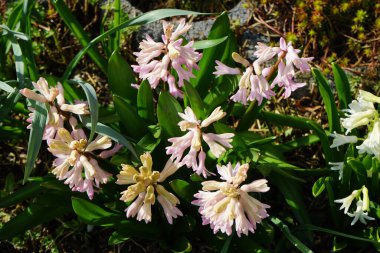 Beyaz ve pembe sümbüller, Hyacinthus orientalis, Mart ayında çiçek açar. Hyacinthus orientalis (yaygın sümbül, bahçe sümbülü veya Hollanda sümbülü), çiçekli bir bitki türüdür. Berlin, Almanya.
