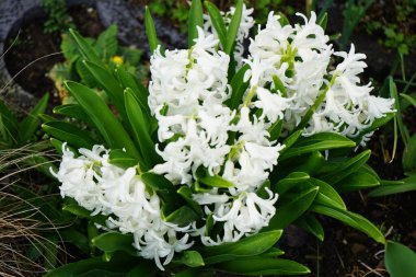Beyaz sümbül, Hyacinthus orientalis 'Louvre', Mart 'ta çiçek açar. Hyacinthus orientalis (yaygın sümbül, bahçe sümbülü veya Hollanda sümbülü), çiçekli bir bitki türüdür. Berlin, Almanya.
