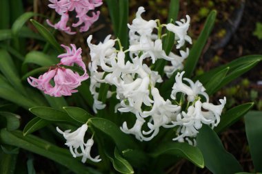 Beyaz ve pembe sümbüller, Hyacinthus orientalis, Mart ayında çiçek açar. Hyacinthus orientalis (yaygın sümbül, bahçe sümbülü veya Hollanda sümbülü), çiçekli bir bitki türüdür. Berlin, Almanya.