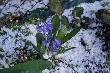 Mavi-menekşe sümbül, Hyacinthus orientalis 'Delft Blue', Mart ayında dolu altında çiçek açar. Hyacinthus orientalis (yaygın sümbül, bahçe sümbülü veya Hollanda sümbülü), çiçekli bir bitki türüdür. Berlin, Almanya.