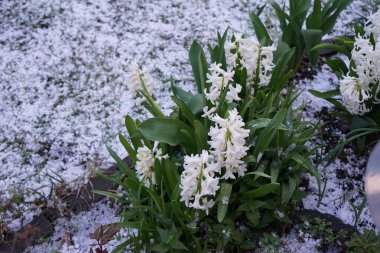 Beyaz sümbüller, Hyacinthus oryantalis 'Louvre', Mart 'ta dolu altında çiçek açar. Hyacinthus orientalis (yaygın sümbül, bahçe sümbülü veya Hollanda sümbülü), çiçekli bir bitki türüdür. Berlin, Almanya.