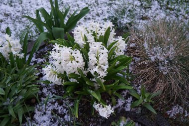 Beyaz sümbüller, Hyacinthus oryantalis 'Louvre', Mart 'ta dolu altında çiçek açar. Hyacinthus orientalis (yaygın sümbül, bahçe sümbülü veya Hollanda sümbülü), çiçekli bir bitki türüdür. Berlin, Almanya.