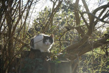 Mart ayında bir kedi Ganoderma applanatum mantarlarıyla bir ağaç kütüğünde oturur ve Wuhle Nehri kıyısında Hedera sarmalını sarar. Kedi, Felis catus, evcil kedi, ya da ev kedisi, küçük evcilleştirilmiş etobur bir memelidir. Berlin, Almanya.