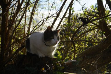 Mart ayında bir kedi Ganoderma applanatum mantarlarıyla bir ağaç kütüğünde oturur ve Wuhle Nehri kıyısında Hedera sarmalını sarar. Kedi, Felis catus, evcil kedi, ya da ev kedisi, küçük evcilleştirilmiş etobur bir memelidir. Berlin, Almanya.