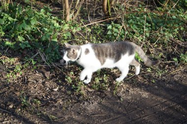 Mart ayında bir kedi dinlenme alanında yürür. Kedi, Felis catus, evcil kedi, ya da ev kedisi, küçük evcilleştirilmiş etobur bir memelidir. Berlin, Almanya, Avrupa.