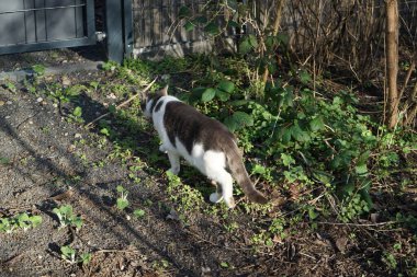 Mart ayında bir kedi dinlenme alanında yürür. Kedi, Felis catus, evcil kedi, ya da ev kedisi, küçük evcilleştirilmiş etobur bir memelidir. Berlin, Almanya, Avrupa.