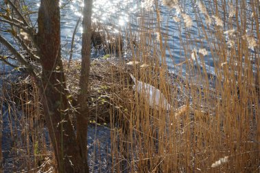 Dilsiz bir kuğu Mart ayında Wuhlesee veya Wuhlebecken Gölü 'nde Phragmites australis çalılıklarında bir yuvanın yanında yüzer. Dilsiz kuğu (