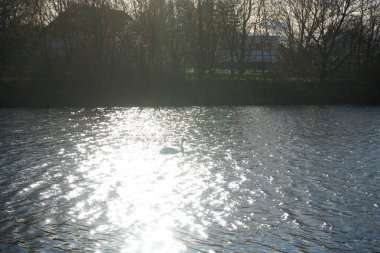 Mart ayında Wuhlebecken ya da Wuhlebecken gölü boyunca batan güneşin ışınlarında güzel, sessiz bir kuğu yüzer. Dilsiz kuğu (