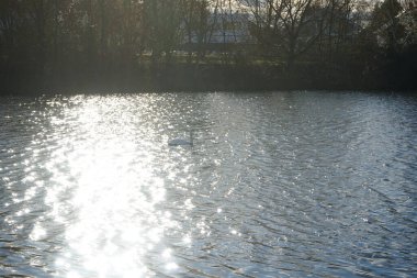 Mart ayında Wuhlebecken ya da Wuhlebecken gölü boyunca batan güneşin ışınlarında güzel, sessiz bir kuğu yüzer. Dilsiz kuğu (