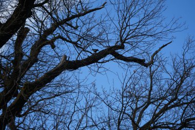 Mart ayında bir Quercus petraea ağacının dalına tüneyen kukuletalı bir karga. Kukuletalı karga (