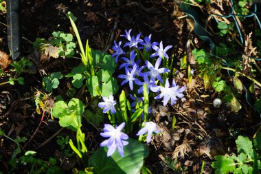 Scilla Luciliae Mart 'ta bahçede çiçek açar. Scilla luciliae, Bossier 'in karın ihtişamı veya Lucile' in karın ihtişamı, Asparagaceae familyasından bir bitki türü. Berlin, Almanya.