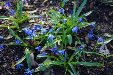 Scilla Siberica bitkileri Mart ayında dinlenme alanında mavi çiçeklerle çiçek açarlar. Scilla Siberica, Asparagaceae familyasından bir kuş türü. Berlin, Almanya.