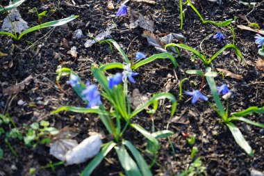 Scilla Siberica bitkileri Mart ayında dinlenme alanında mavi çiçeklerle çiçek açarlar. Scilla Siberica, Asparagaceae familyasından bir kuş türü. Berlin, Almanya.