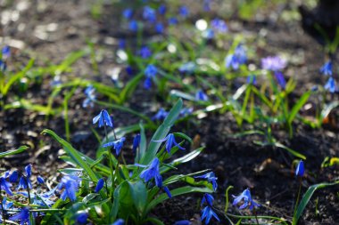 Scilla Siberica bitkileri Mart ayında dinlenme alanında mavi çiçeklerle çiçek açarlar. Scilla Siberica, Asparagaceae familyasından bir kuş türü. Berlin, Almanya.