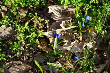 Scilla Siberica bitkileri Mart ayında dinlenme alanında mavi çiçeklerle çiçek açarlar. Scilla Siberica, Asparagaceae familyasından bir kuş türü. Berlin, Almanya.