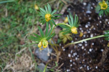 Eranbu silikik bitkiler Mart ayında bahçede sarı çiçeklerle çiçek açarlar. Eranthis, Ranunculaceae familyasından sekiz çiçekli bir bitki cinsidir. Berlin, Almanya, Avrupa.