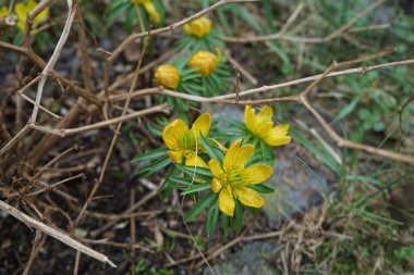 Eranbu silikik bitkiler Mart ayında bahçede sarı çiçeklerle çiçek açarlar. Eranthis, Ranunculaceae familyasından sekiz çiçekli bir bitki cinsidir. Berlin, Almanya, Avrupa.