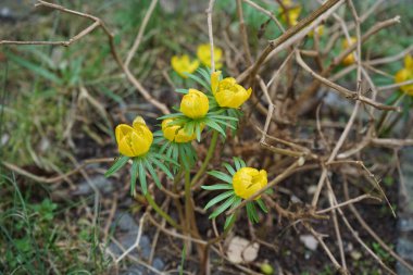Eranbu silikik bitkiler Mart ayında bahçede sarı çiçeklerle çiçek açarlar. Eranthis, Ranunculaceae familyasından sekiz çiçekli bir bitki cinsidir. Berlin, Almanya, Avrupa.