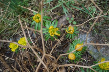Eranbu silikik bitkiler Mart ayında bahçede sarı çiçeklerle çiçek açarlar. Eranthis, Ranunculaceae familyasından sekiz çiçekli bir bitki cinsidir. Berlin, Almanya, Avrupa.