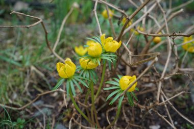 Eranbu silikik bitkiler Mart ayında bahçede sarı çiçeklerle çiçek açarlar. Eranthis, Ranunculaceae familyasından sekiz çiçekli bir bitki cinsidir. Berlin, Almanya, Avrupa.