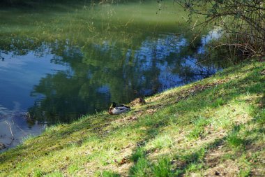 Mart ayında bir erkek ve bir dişi yaban ördeği, mavi Scilla Siberica çiçekleriyle Wuhle Nehri kıyısında bulunuyor. Yaban ördeği (