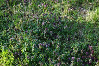 Lamium purpureum bitkileri Mart ayında vahşi doğada çiçek açarlar. Lamium purpureum (kırmızı ölü ısırgan otu, mor ölü ısırgan otu veya mor başmelek), her yıl yetişen bir bitkidir. Berlin, Almanya.