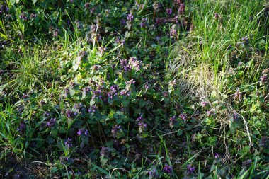 Lamium purpureum bitkileri Mart ayında vahşi doğada çiçek açarlar. Lamium purpureum (kırmızı ölü ısırgan otu, mor ölü ısırgan otu veya mor başmelek), her yıl yetişen bir bitkidir. Berlin, Almanya.