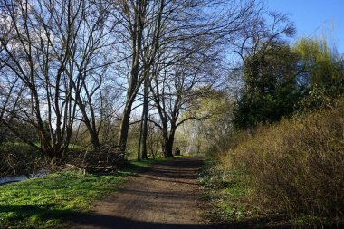 Kesilen ağaç dalları Mart ayında Wuhle Nehri kıyısında uzanır. Wuhle, Spree 'ye küçük bir sağ yaka haracı. Berlin, Almanya, Avrupa.