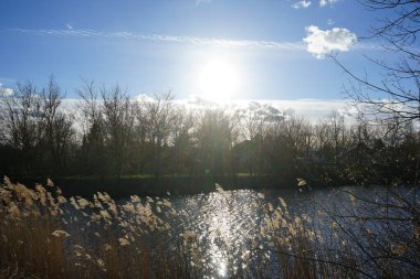 Mart 'ta Wuhlebecken ya da Wuhlebecken ve Phragmites australis sahillerinde güneş parlar. Phragmites australis, Poaceae familyasından yaygın olarak kullanılan bir sazlıktır. Marzahn-Hellersdorf, Berlin, Almanya.