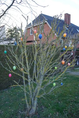 Paskalya yumurtaları Mart ayında bir çalılığın dallarına asılır. Paskalya yumurtası, genellikle dekoratif motifler veya süslemeler ile ekilmiş güzel, geleneksel ve Paskalya için sıklıkla kullanılan bir Paskalya yumurtasıdır. Berlin, Almanya.