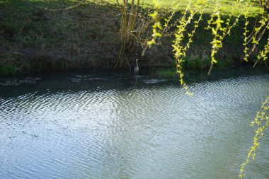 Gri balıkçıl, Ardea cinerea, Mart ayında Wuhle Nehri 'nde yaşar. Ardea cinerea balıkçılgiller (Ardeidae) familyasından yırtıcı bir kuş türü. Berlin, Almanya, Avrupa.