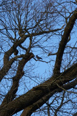 Mart ayında bir Quercus petraea ağacının dalına tüneyen kukuletalı bir karga. Kukuletalı karga (