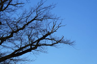 Mart ayında bir Quercus petraea ağacının dalına tüneyen kukuletalı bir karga. Kukuletalı karga (