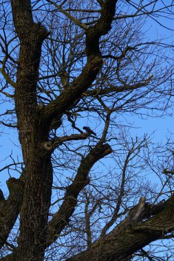 Mart ayında bir Quercus petraea ağacının dalına tüneyen kukuletalı bir karga. Kukuletalı karga (