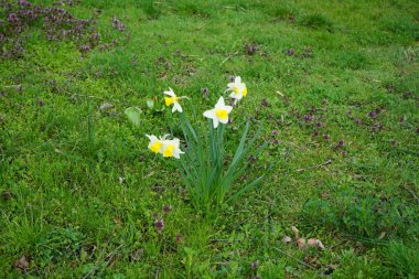 Nisan ayında Landwehrkanal kıyısında Narcissus pseudonarcissus çiçek açar. Narcissus pseudonarcissus, aynı zamanda yabani nergis ya da perhiz zambağı olarak da bilinir. Berlin, Almanya.