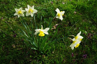 Nisan ayında Landwehrkanal kıyısında Narcissus pseudonarcissus çiçek açar. Narcissus pseudonarcissus, aynı zamanda yabani nergis ya da perhiz zambağı olarak da bilinir. Berlin, Almanya.