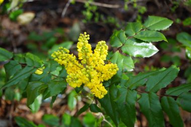 Berberis aquifolium Nisan ayında çiçek açar. Berberis aquifolium (