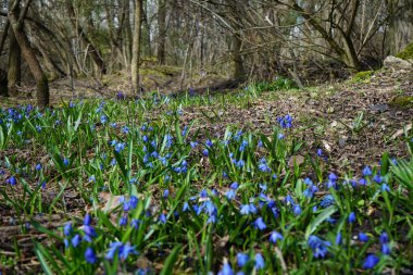 Scilla Siberica bitkileri Nisan ayında dinlenme alanında mavi çiçeklerle çiçek açarlar. Scilla Siberica, Asparagaceae familyasından bir kuş türü. Berlin, Almanya.