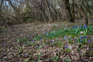 Scilla Siberica bitkileri Nisan ayında dinlenme alanında mavi çiçeklerle çiçek açarlar. Scilla Siberica, Asparagaceae familyasından bir kuş türü. Berlin, Almanya.