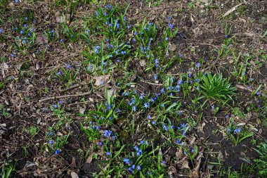 Scilla Siberica bitkileri Nisan ayında dinlenme alanında mavi çiçeklerle çiçek açarlar. Scilla Siberica, Asparagaceae familyasından bir kuş türü. Berlin, Almanya.