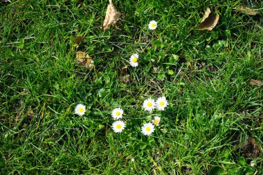 Bellis perennis bitkileri Nisan ayında çimlerin üzerinde beyaz çiçeklerle çiçek açar. Bellis perennis, Asteraceae familyasından bir papatya türüdür. Berlin, Almanya.