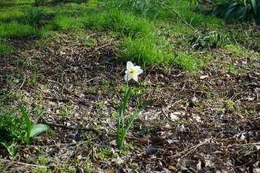 Narcissus 's Ice Follies Nisan' da çiçek açıyor. Narcissus (ayrıca nergis ya da jonquil olarak da bilinir), çiçekli uzun ömürlü bir bitki cinsidir. Berlin, Almanya.